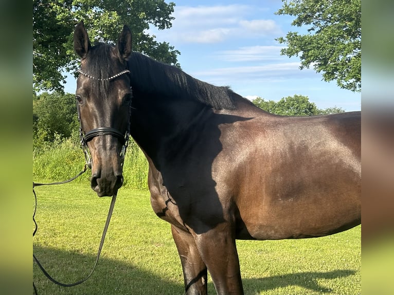 Holstein Mare 6 years 16,1 hh in Bargenstedt