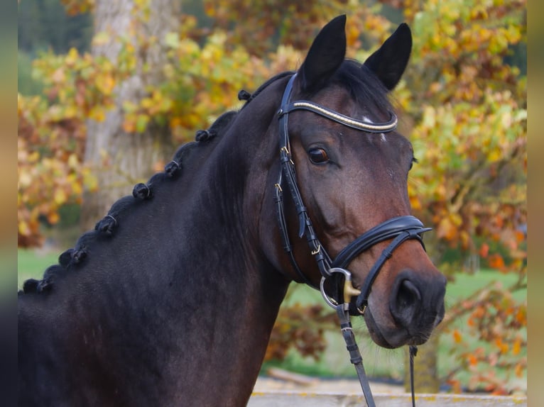 Holstein Mare 6 years 16,1 hh Smoky-Black in Sunthausen