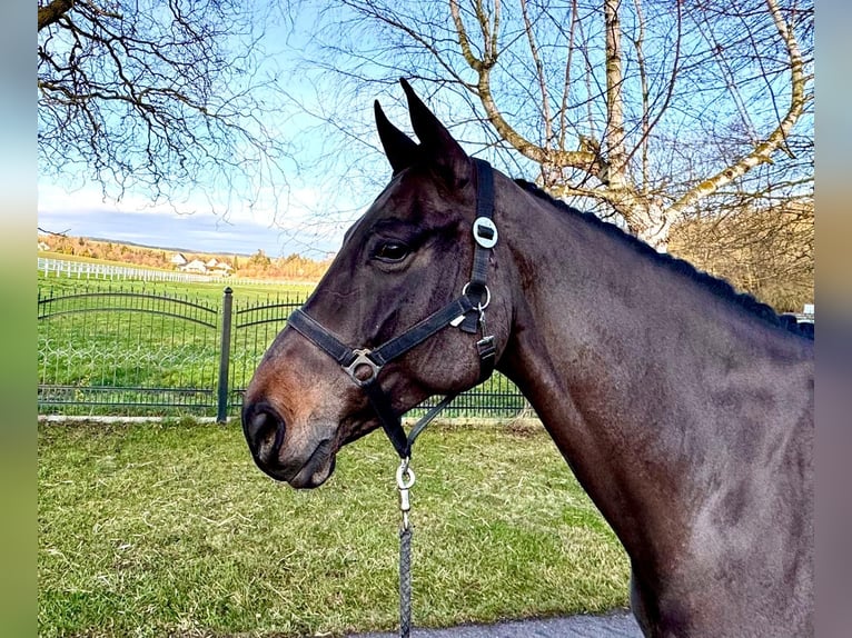 Holstein Mare 6 years 16,1 hh Smoky-Black in Sangerhausen