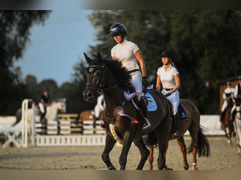 Holstein Mare 6 years 16,1 hh Smoky-Black in Riedstadt