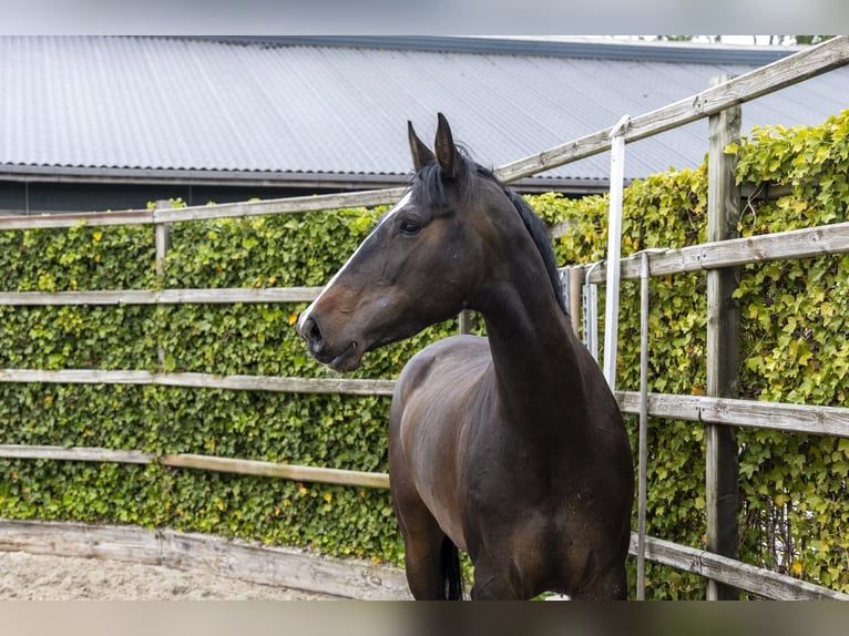 Holstein Mare 6 years 16.2 hh Bay-Dark in Waddinxveen