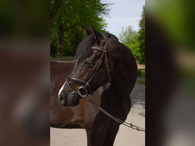 Holstein Mare 6 years 16.2 hh Black in Rodenbek