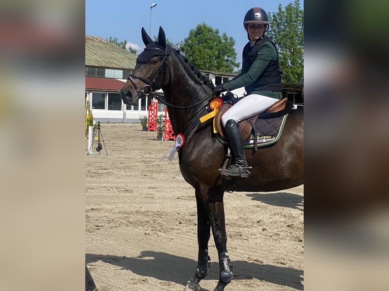 Holstein Mare 6 years 16,2 hh Black in Lustadt