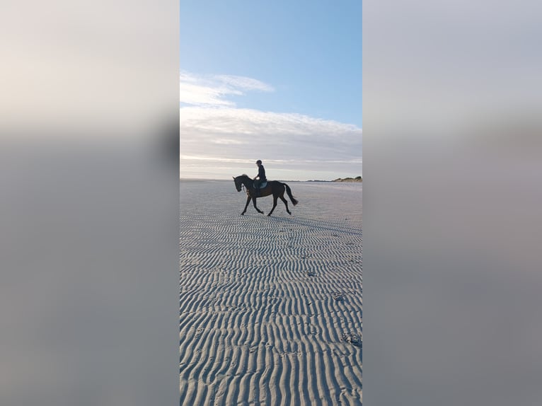 Holstein Mare 6 years 16.2 hh Brown in Wrixum