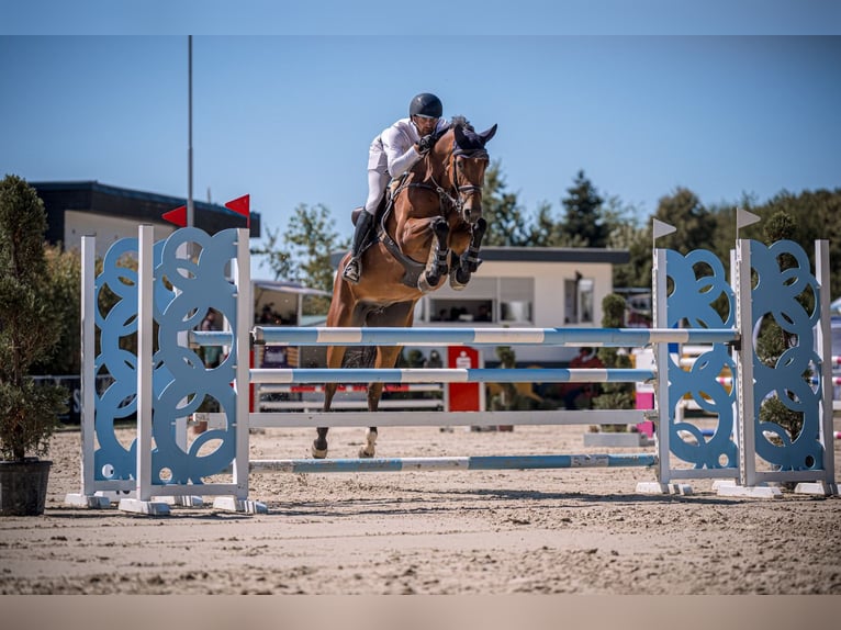 Holstein Mare 6 years 16.2 hh Brown in Freudenberg