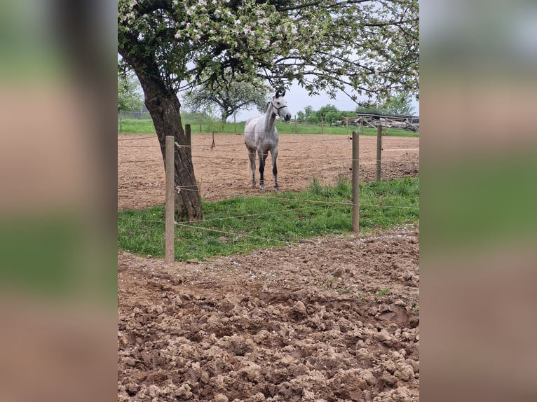 Holstein Mare 6 years 16,2 hh Gray-Dapple in Marpingen