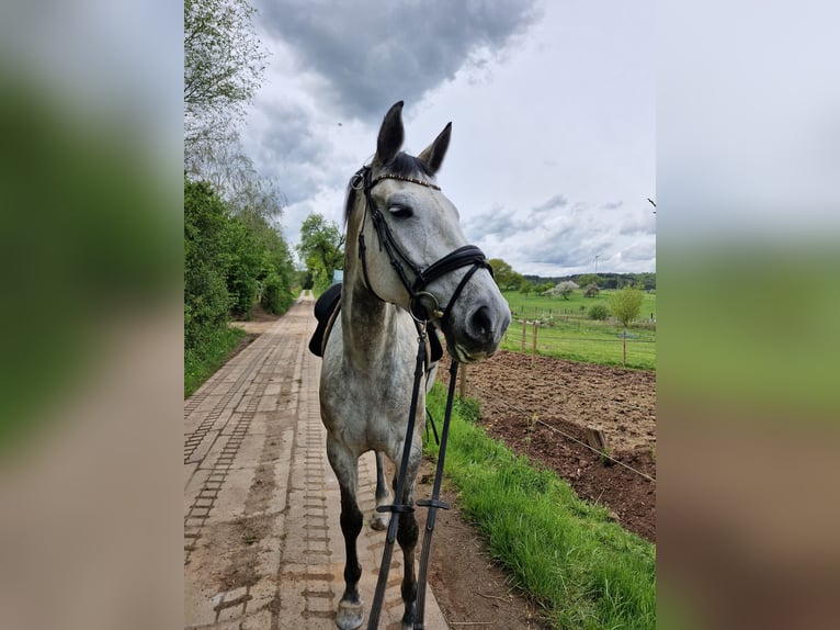 Holstein Mare 6 years 16,2 hh Gray-Dapple in Marpingen