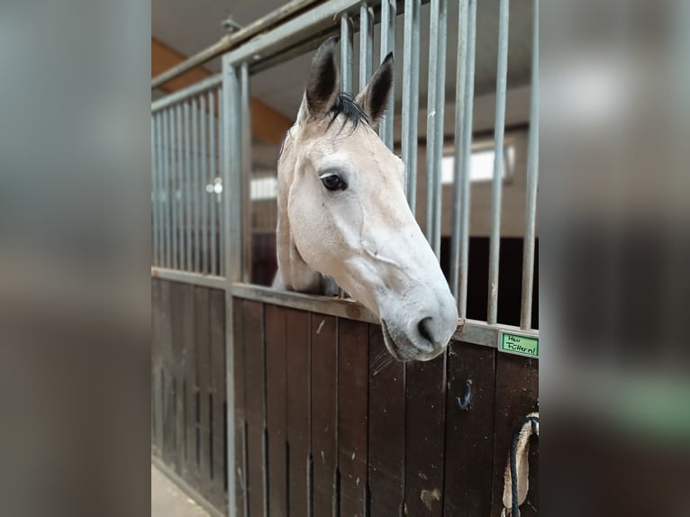 Holstein Mare 6 years 16,2 hh Gray-Dapple in Marpingen