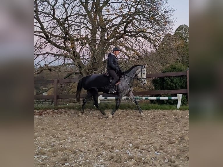 Holstein Mare 6 years 16,2 hh Gray in Chemnitz