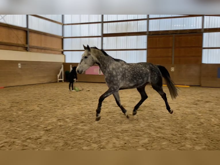 Holstein Mare 6 years 16,2 hh Gray in Chemnitz