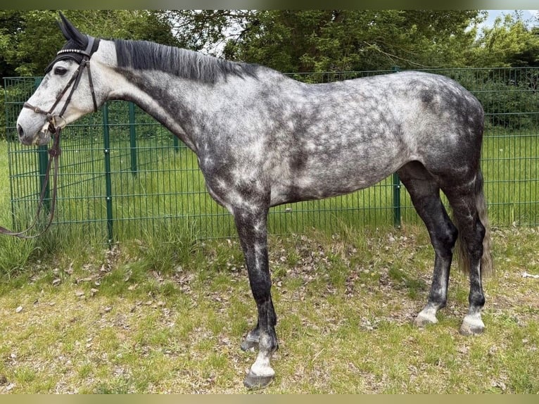 Holstein Mare 6 years 16.2 hh Grey-Dapple in Aukrug