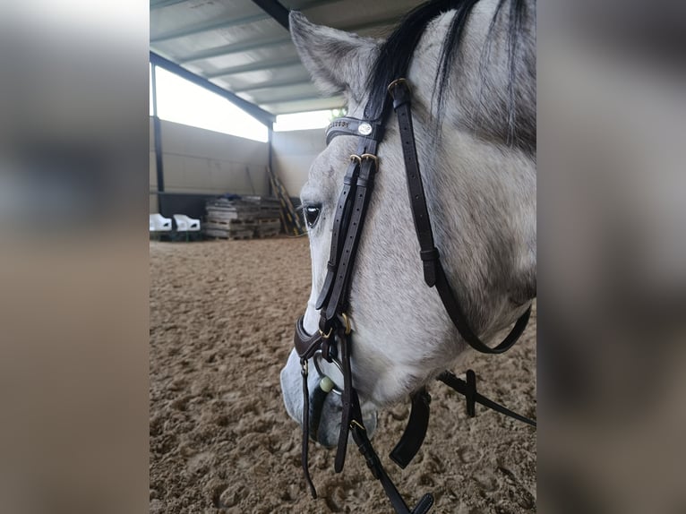Holstein Mare 6 years 16.2 hh Grey-Dapple in Majadahonda