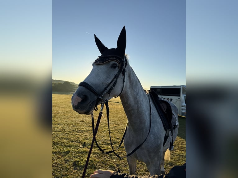 Holstein Mare 6 years 16.2 hh Grey-Dapple in Allersberg