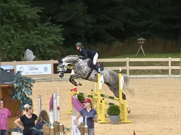 Holstein Mare 6 years 16.2 hh Grey in Kirchenthumbach