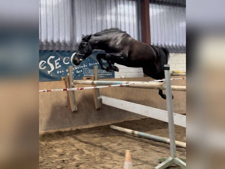 Holstein Mare 6 years 16,2 hh Smoky-Black in Westerstede