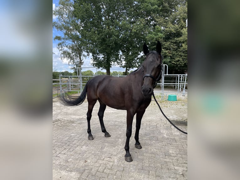 Holstein Mare 6 years 16,2 hh Smoky-Black in Westerstede