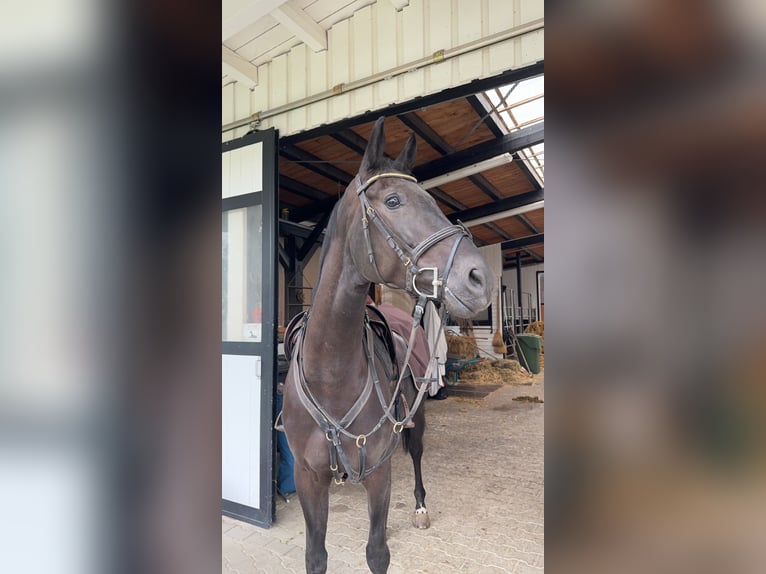 Holstein Mare 6 years 16,3 hh Black in Bad Dürrheim