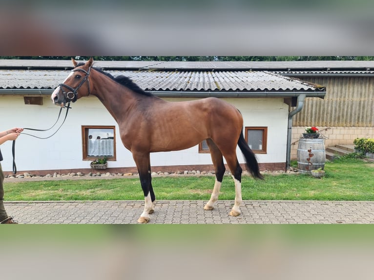 Holstein Mare 6 years 16.3 hh Brown in Lebach