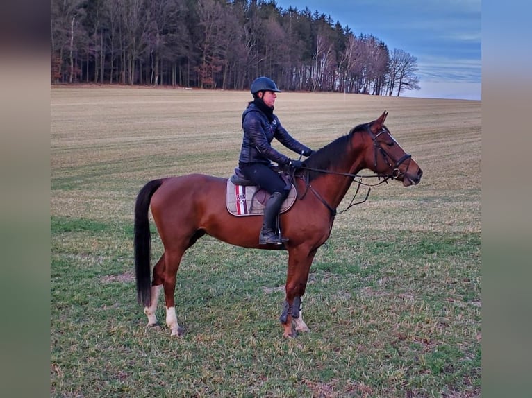 Holstein Mare 6 years 16,3 hh Chestnut in Chemnitz