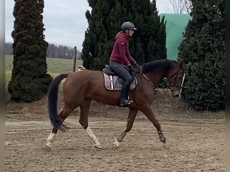 Holstein Mare 6 years 16,3 hh Chestnut in Chemnitz