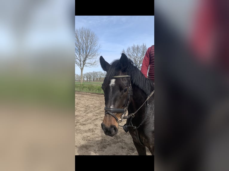 Holstein Mare 6 years 16 hh Bay-Dark in Wittenbergen