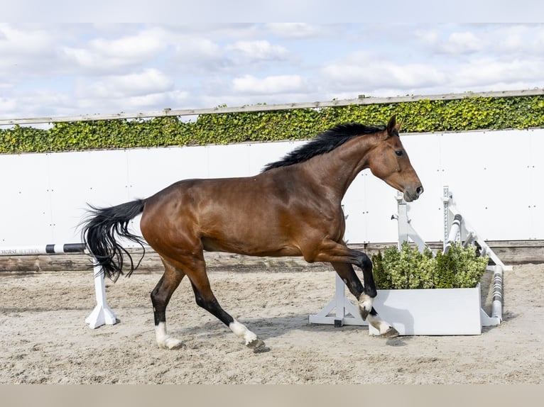 Holstein Mare 6 years 16 hh Bay-Dark in Waddinxveen
