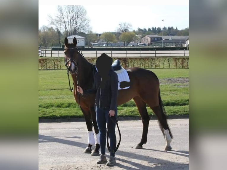 Holstein Mare 6 years 16 hh Brown in Weyhe