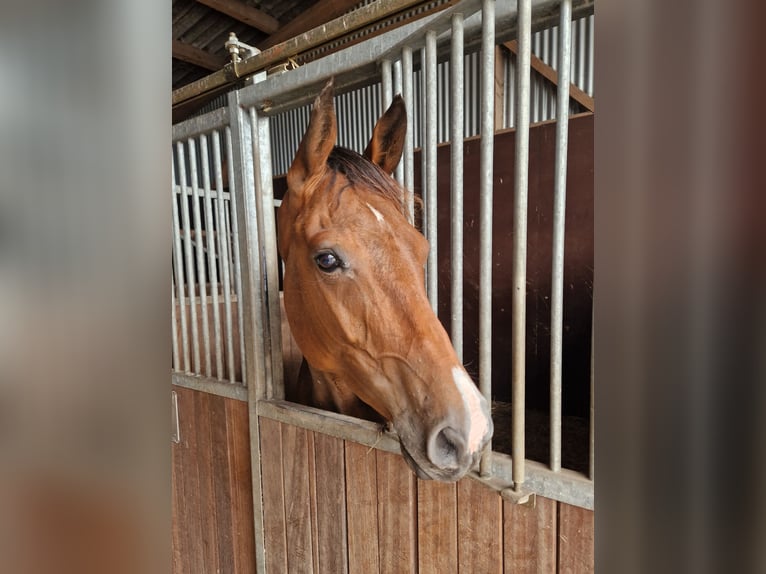 Holstein Mare 6 years 16 hh Brown in Weyhe