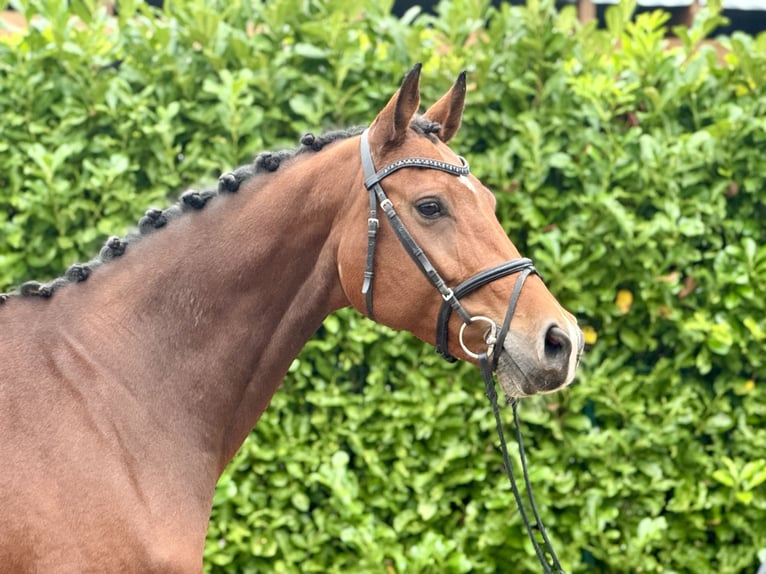 Holstein Mare 6 years 16 hh Brown in Dorsten