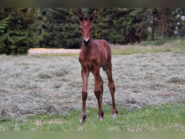 Holstein Mare 6 years 16 hh Brown in Langenhagen