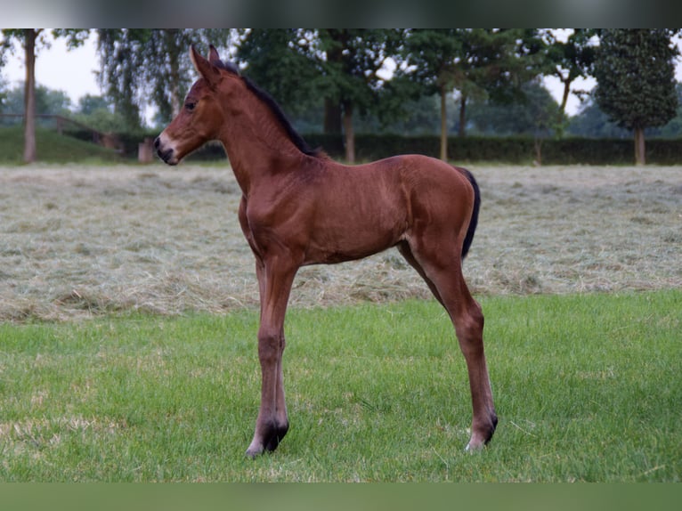 Holstein Mare 6 years 16 hh Brown in Langenhagen