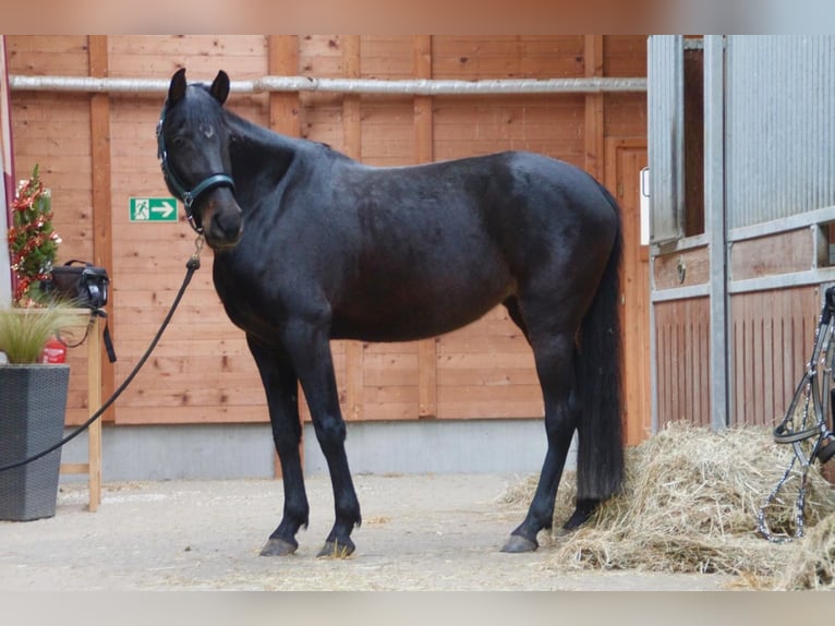 Holstein Mix Mare 6 years 16 hh Brown in Achstetten