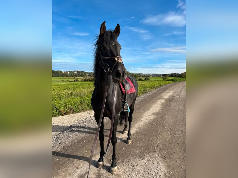 Holstein Mix Mare 6 years 16 hh Brown in Achstetten