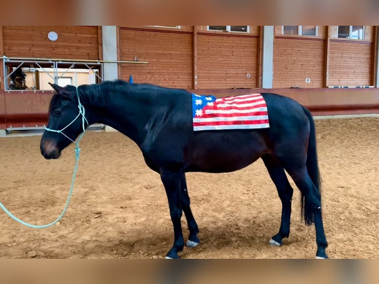 Holstein Mix Mare 6 years 16 hh Brown in Achstetten