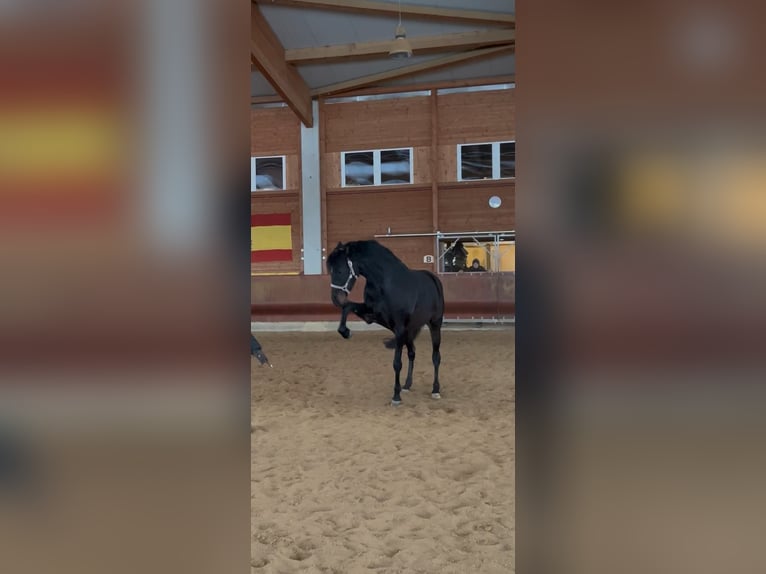 Holstein Mix Mare 6 years 16 hh Brown in Achstetten