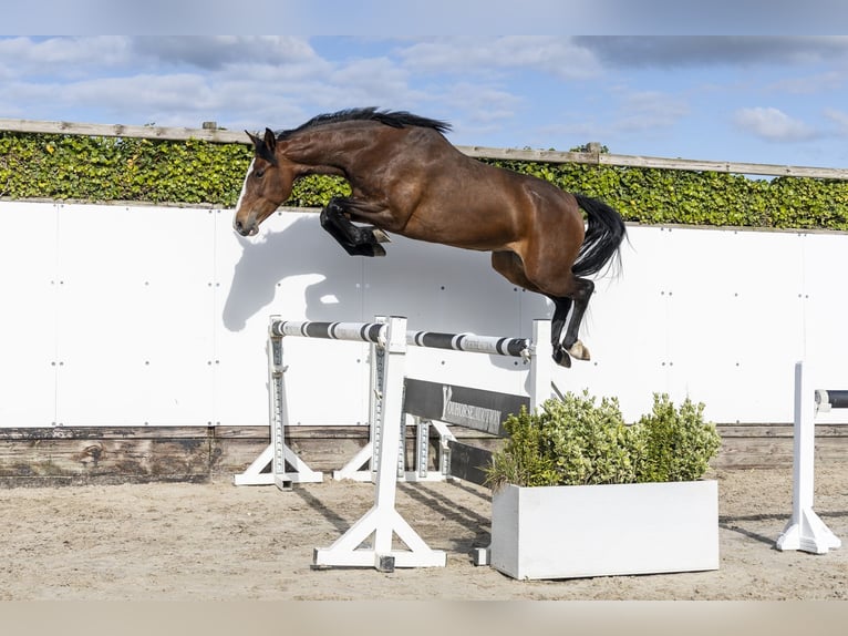 Holstein Mare 6 years 16 hh Brown in Baarn