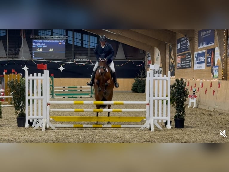 Holstein Mare 6 years 16 hh Brown in Einbeck