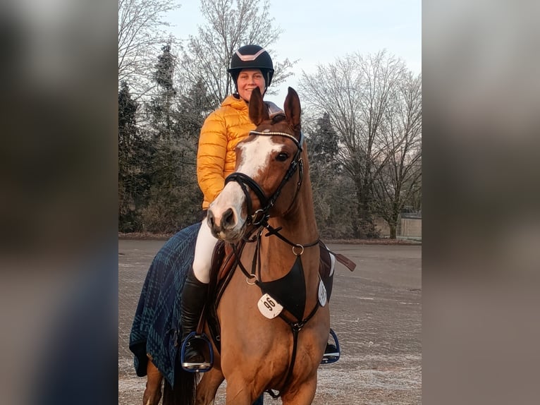 Holstein Mare 6 years 16 hh Brown in Dobersdorf