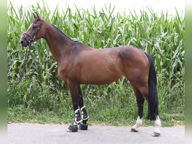 Holstein Mare 6 years 16 hh Brown in Geilenkirchen