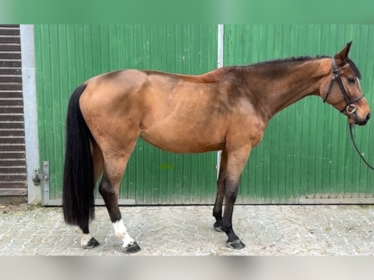 Holstein Mare 6 years 16 hh Brown in Irmenach