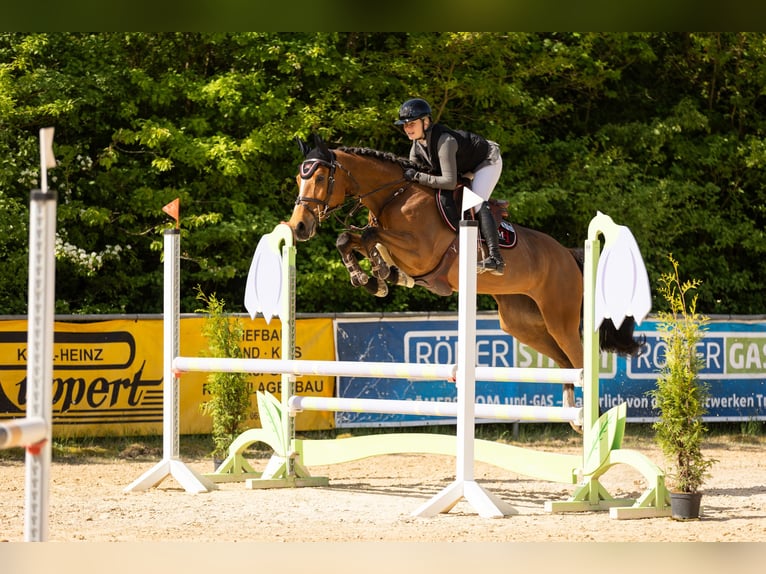 Holstein Mare 6 years 16 hh Brown in Irmenach