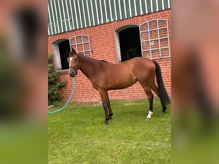 Holstein Mare 6 years 16 hh Brown in Lübeck