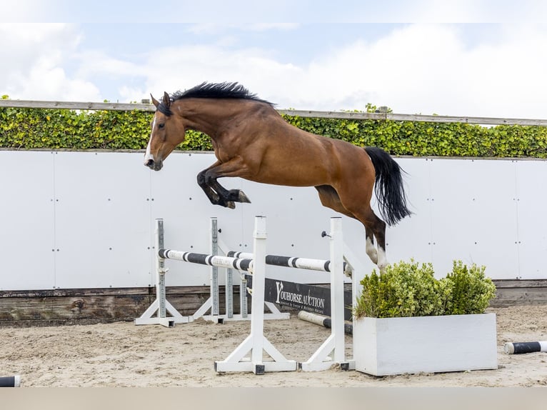 Holstein Mare 6 years 16 hh Brown in Waddinxveen