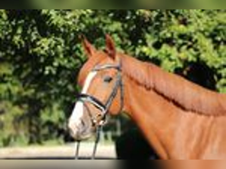 Holstein Mare 6 years 16 hh Chestnut-Red in Kayhude