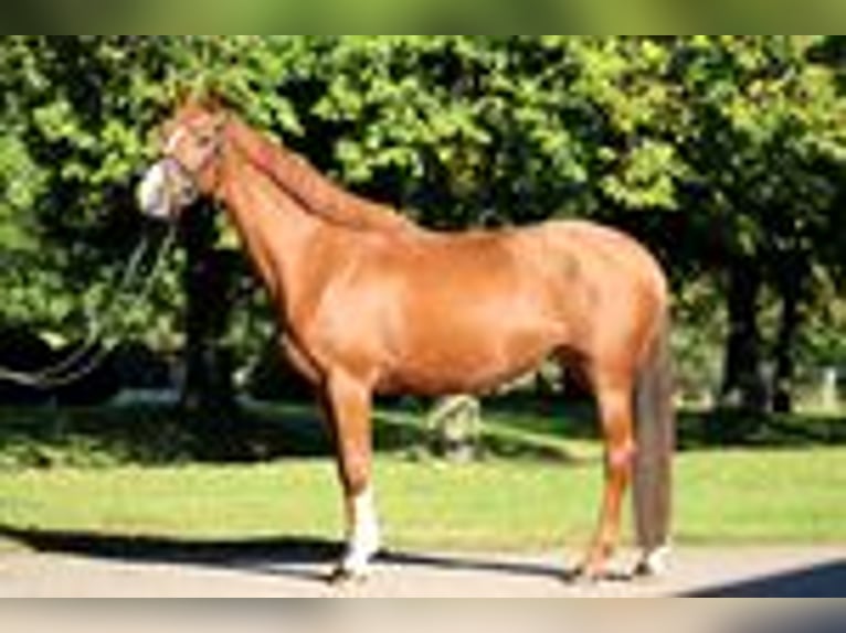 Holstein Mare 6 years 16 hh Chestnut-Red in Kayhude