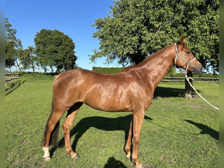Holstein Mare 6 years 16 hh Chestnut-Red in Beschendorf