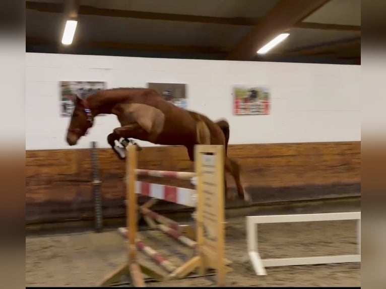 Holstein Mare 6 years 16 hh Chestnut-Red in Visselhövede