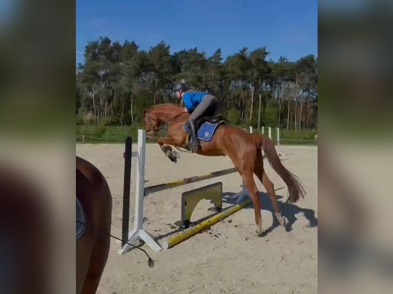 Holstein Mare 6 years 16 hh Chestnut-Red in Visselhövede