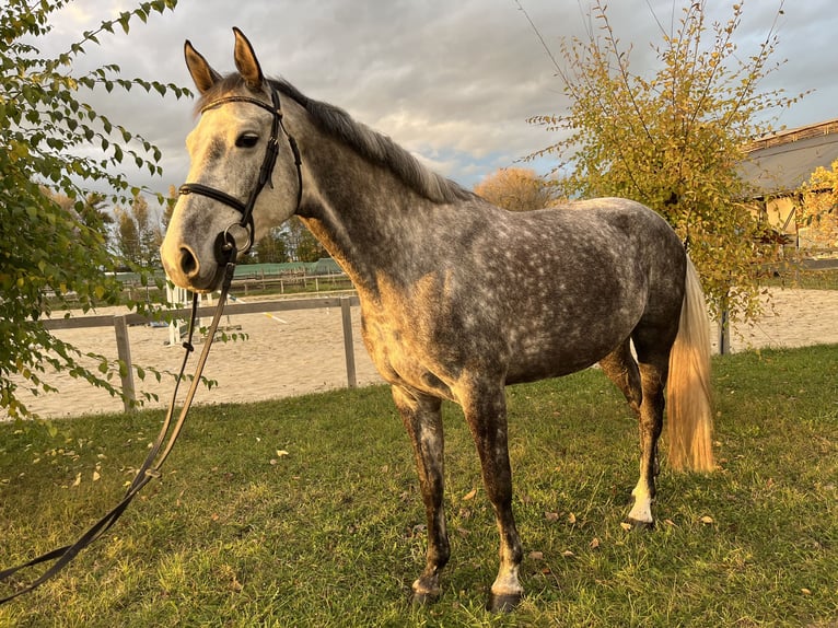 Holstein Mare 6 years 16 hh Grey-Fleabitten in Sarr&#xF3;d
