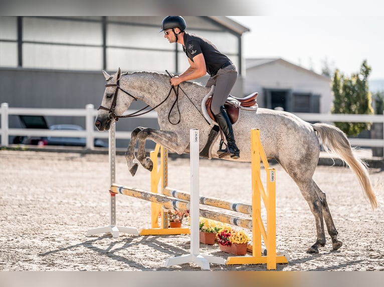 Holstein Mare 6 years 16 hh Grey in Zduchovice